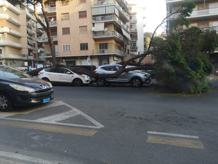 Roma, pino crolla su auto in zona Gregorio VII: nuova tragedia sfiorata