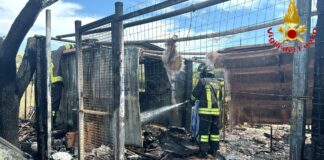 Civitavecchia, cane muore nel rogo della baracca