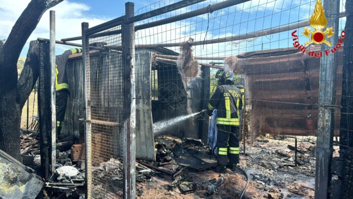 Civitavecchia, cane muore nel rogo della baracca