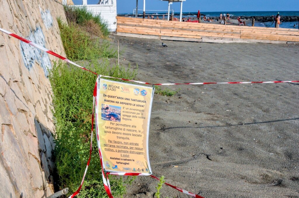 Ostia, la spiaggia dei cani diventa il nido per le tartarughe di mare 1