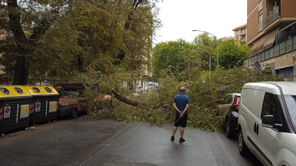 Roma, albero si spezza e crolla sulle auto: nuova tragedia sfiorata 1