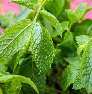 Pianta di menta come rimedi anti zanzare