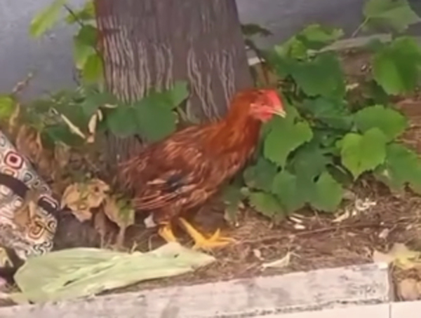 Galline gettate vive tra i rifiuti: erano state chiuse in un sacco di plastica 2