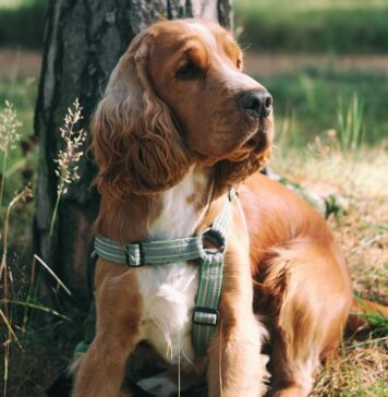 Cane lanciato dal sesto piano: taglia degli animalisti sui colpevoli