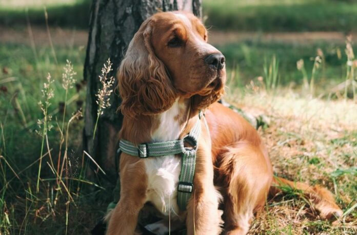 Cane lanciato dal sesto piano: taglia degli animalisti sui colpevoli