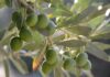 Raccolta delle olive, Comune assegna gratuitamente le piante: come fare domanda e scadenza