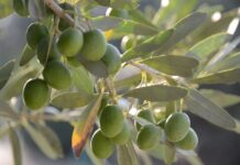 Raccolta delle olive, Comune assegna gratuitamente le piante: come fare domanda e scadenza