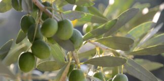 Raccolta delle olive, Comune assegna gratuitamente le piante: come fare domanda e scadenza