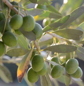 Raccolta delle olive, Comune assegna gratuitamente le piante: come fare domanda e scadenza