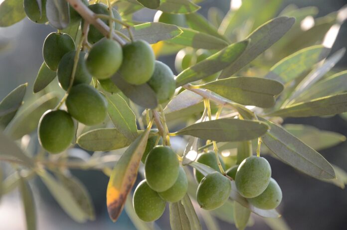 Raccolta delle olive, Comune assegna gratuitamente le piante: come fare domanda e scadenza