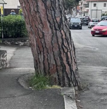 Uno dei pini di Villanova che saranno tagliati