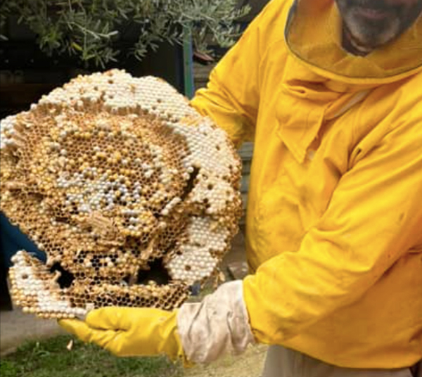 SOS calabroni dai produttori di vino di Valmontone: scoperto enorme nido di oltre mille insetti 1