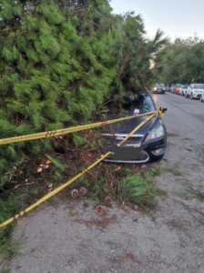 Ostia, pino si schianta nel parco giochi: poteva essere una strage 1