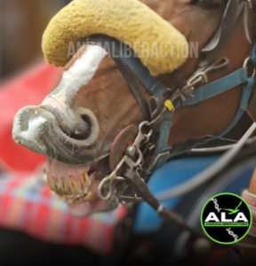 Denunce a raffica contro le botticelle romane. Gli animalisti: “Nelle immagini le prove degli abusi contro i cavalli” 1