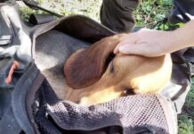 Cane giù dal dirupo a Canale Monterano, intervengono anche i rocciatori