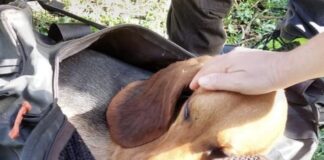 Cane giù dal dirupo a Canale Monterano, intervengono anche i rocciatori