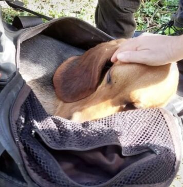 Cane giù dal dirupo a Canale Monterano, intervengono anche i rocciatori