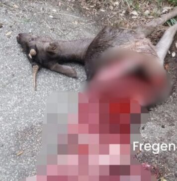 Il daino sbranato a Fregene