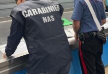 Esquilino, undici kg di granchi blu sequestrati dai carabinieri