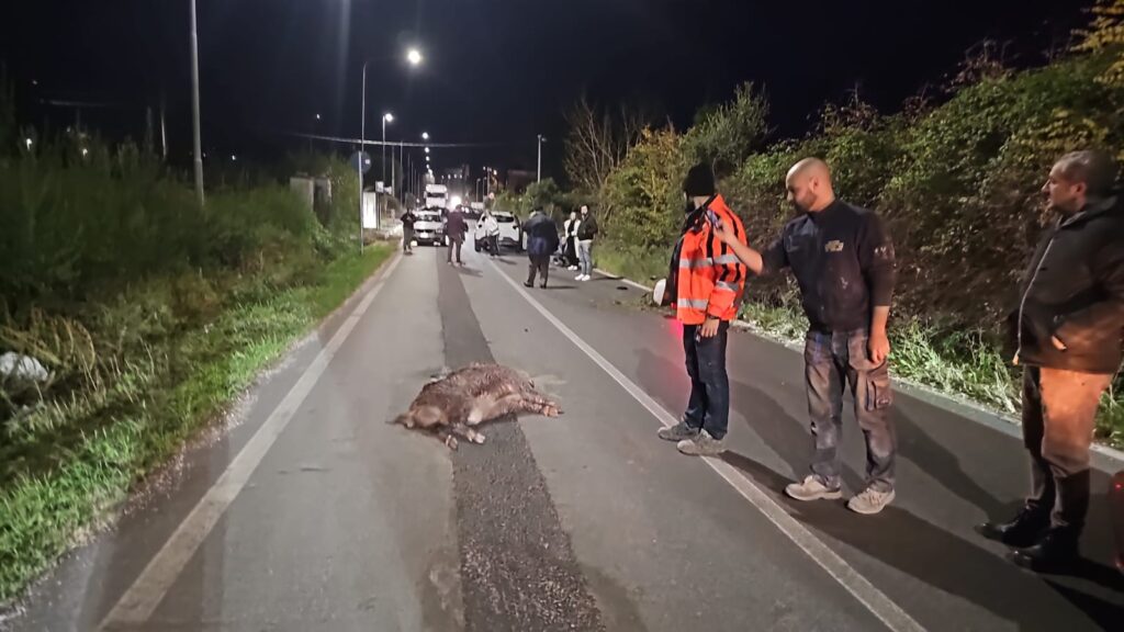 Cinghiale sbuca sulla Palombarese, grave un motociclista 1