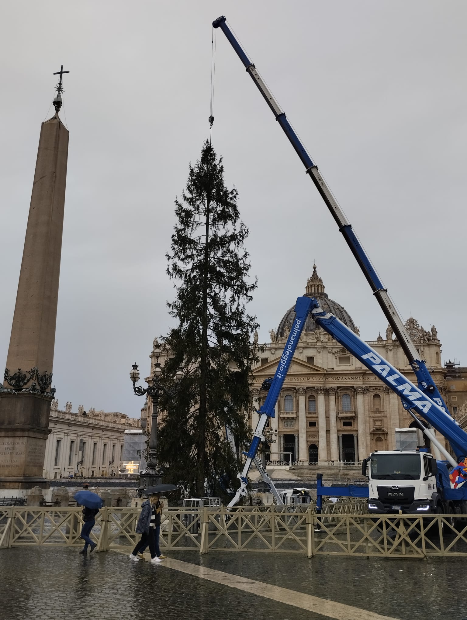 A San Pietro si monta l'albero di Natale: turisti perplessi (VIDEO) 1