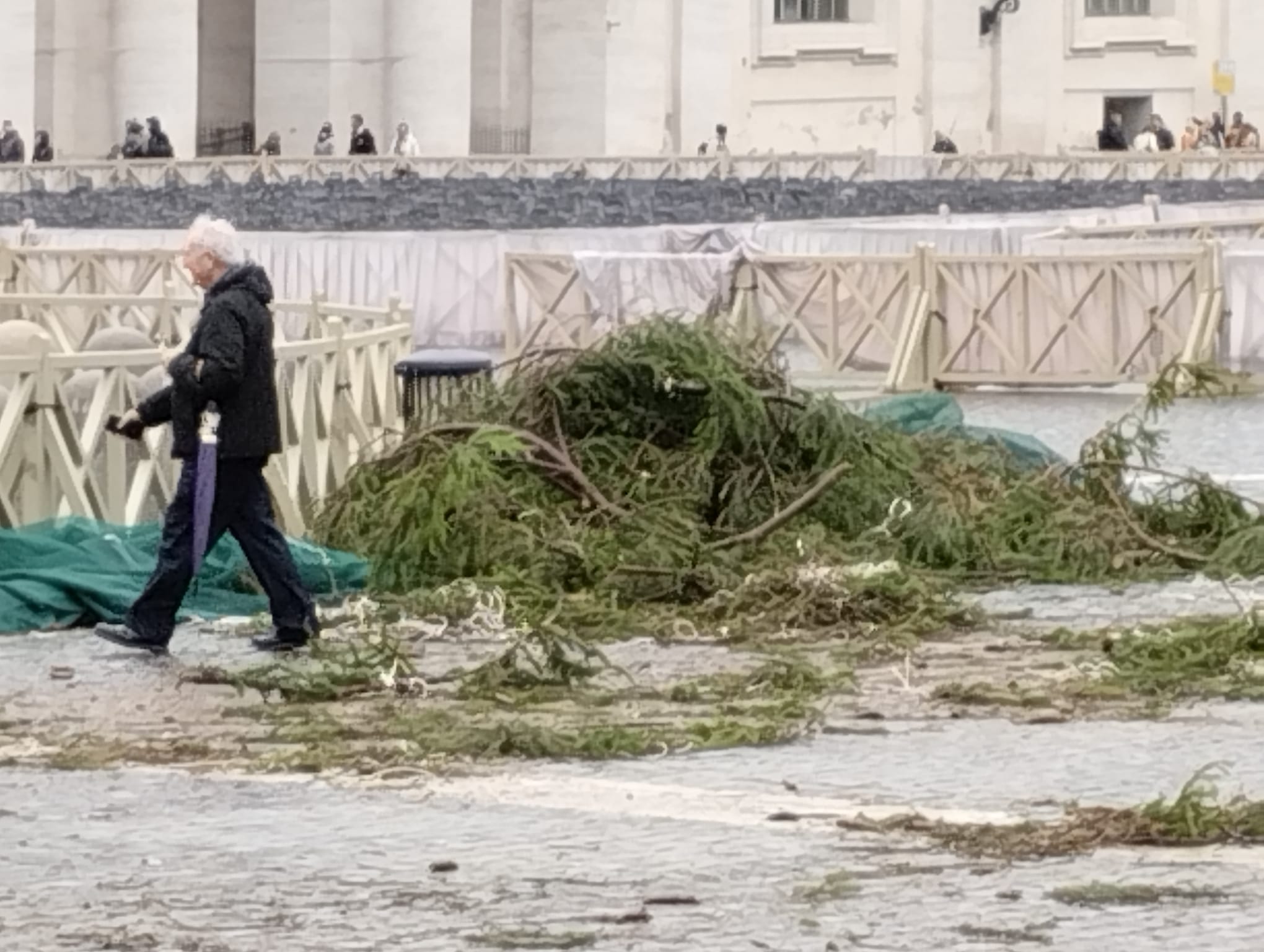 A San Pietro si monta l'albero di Natale: turisti perplessi (VIDEO) 3