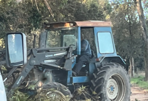 Ostia, pino si schianta su via dei Pescatori: strada chiusa. Altri crolli e divieti a Ostia Antica (VIDEO) 1