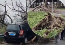 Alberi sulla strada e sulle auto: traffico in tilt sulla Pontina, a Ostia e Santa Marinella (VIDEO)