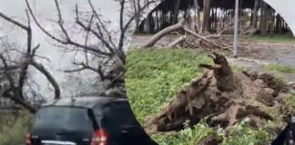 Alberi sulla strada e sulle auto: traffico in tilt sulla Pontina, a Ostia e Santa Marinella (VIDEO)