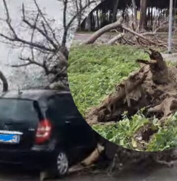 Alberi sulla strada e sulle auto: traffico in tilt sulla Pontina, a Ostia e Santa Marinella (VIDEO)