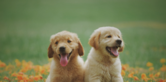 Microchip gratuito