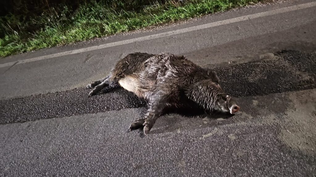 Cinghiale sbuca sulla Palombarese, grave un motociclista 2