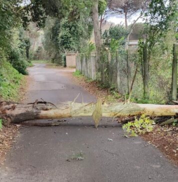 Aranova, crollano alberi di grande fusto: viabilità bloccata