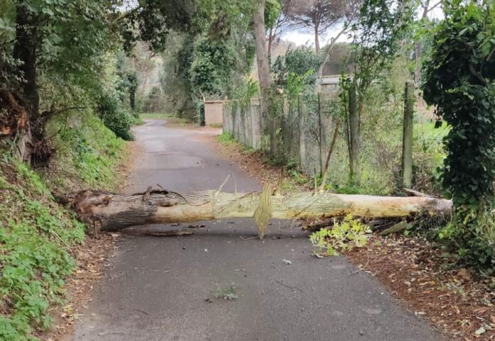 Aranova, crollano alberi di grande fusto: viabilità bloccata