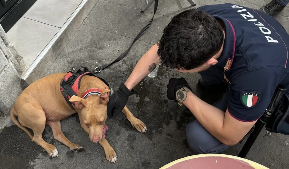 Hope, la speranza tradita: il canile della Muratella restituisce una cagnolina maltrattata al suo aguzzino 1