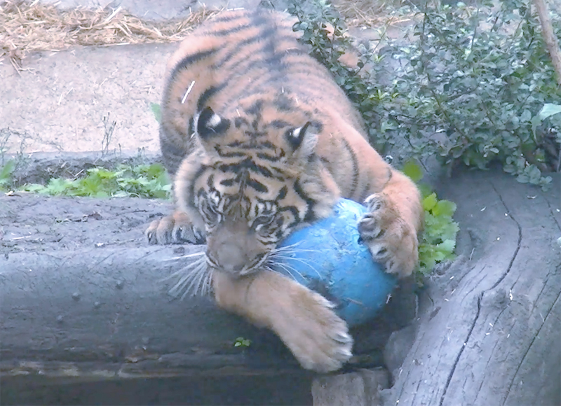 Roma, compleanno al Bioparco: la tigrotta Kala compie un anno. Ecco come è stata festeggiata (VIDEO) 2