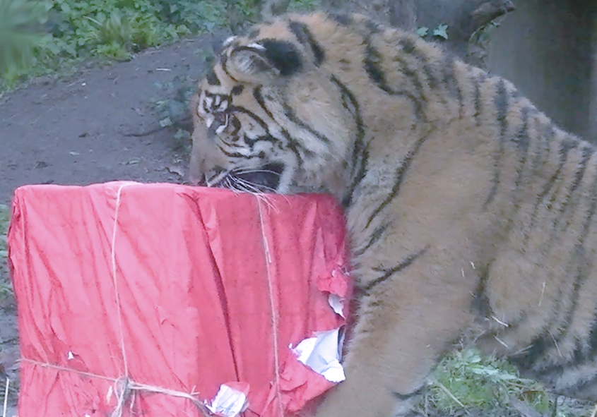 Roma, compleanno al Bioparco: la tigrotta Kala compie un anno. Ecco come è stata festeggiata (VIDEO) 1