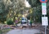 Abbattimenti massicci nella pineta di Castelfusano: le strade sono a rischio (VIDEO)