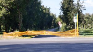 Abbattimenti massicci nella pineta di Castelfusano: le strade sono a rischio (VIDEO) 1