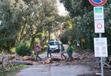 Abbattimenti massicci nella pineta di Castelfusano: le strade sono a rischio (VIDEO)