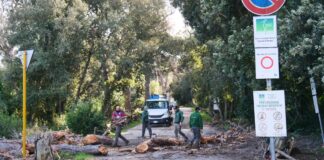 Abbattimenti massicci nella pineta di Castelfusano: le strade sono a rischio (VIDEO)