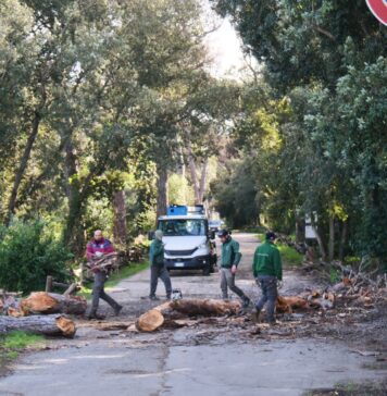 Abbattimenti massicci nella pineta di Castelfusano: le strade sono a rischio (VIDEO)