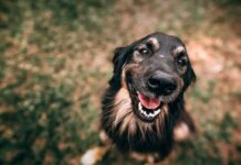 Fiumicino, associazioni animaliste: protesta davanti al Comune e raccolta firme