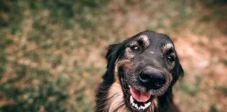 Fiumicino, associazioni animaliste: protesta davanti al Comune e raccolta firme