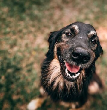 Fiumicino, associazioni animaliste: protesta davanti al Comune e raccolta firme