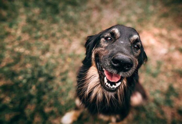 Fiumicino, associazioni animaliste: protesta davanti al Comune e raccolta firme