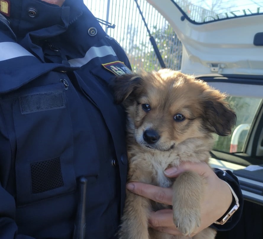 Roma, cuccioli rubati al canile Muratella: il lieto annuncio 2