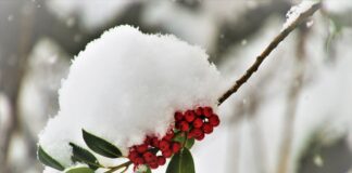 Neve a basse quote