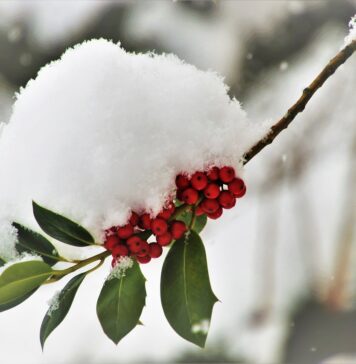 Neve a basse quote