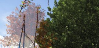 Chiude tratto di via di Castel Porziano per abbattimento alberi e potature: traffico e automobilisti in coda